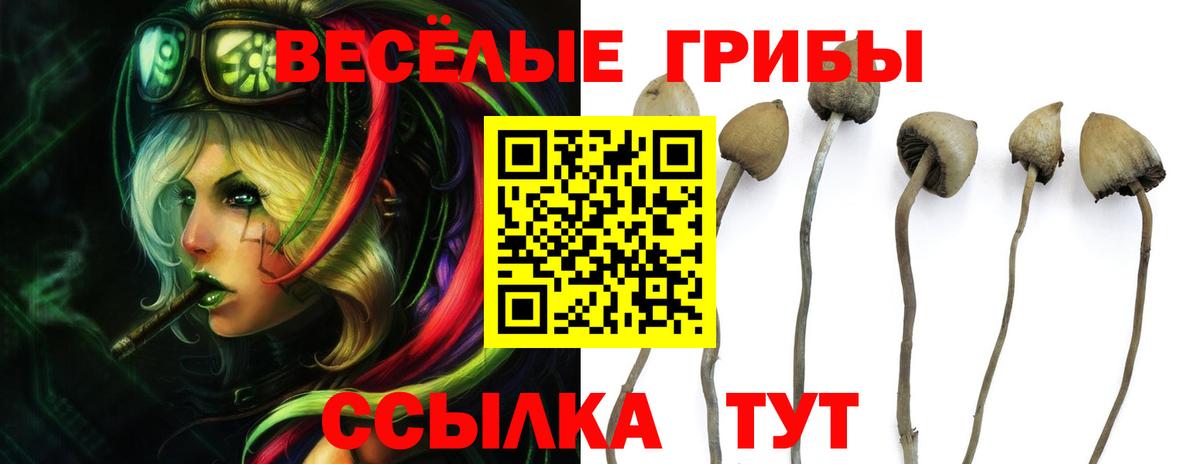 Галлюциногенные грибы MAGIC MUSHROOMS  Вход с VPN  Касимов 